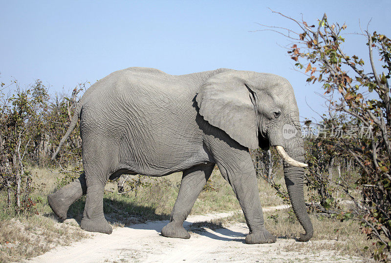 非洲大象穿越沙道，Chobe NP，博茨瓦纳